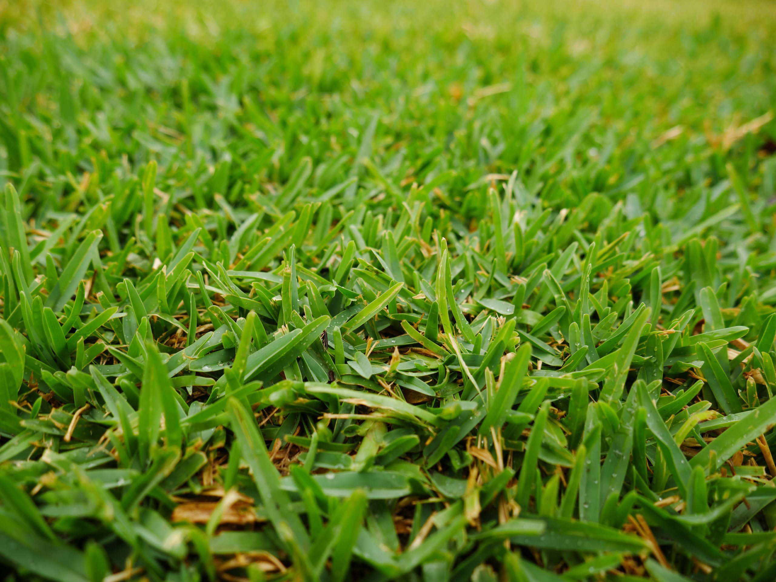 Weed Killer for Lawns Australia Lawns Rules