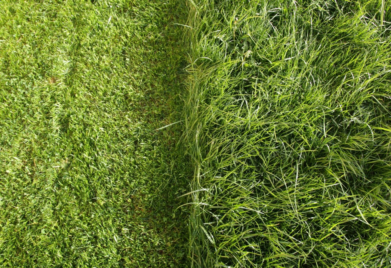 Lawn Rules Liquid