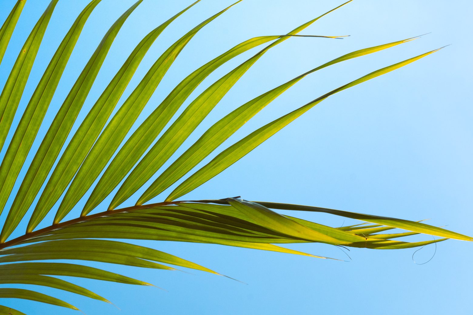 buy-lawn-fertilisers-from-lawn-rules-lawn-rules-australia